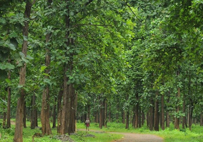 Teak- a Quality Wood