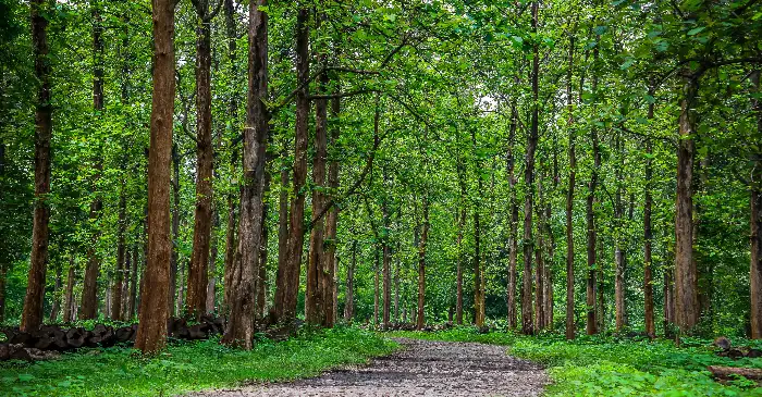 The Timeless Beauty of Nilambur Teak Furniture