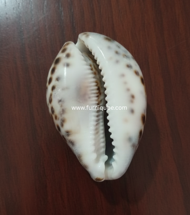 Tiger Cowrie Shell