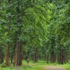 Teak- a Quality Wood
